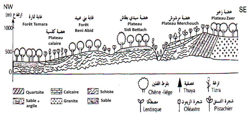 svt bac maroc