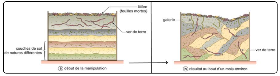 svt bac maroc