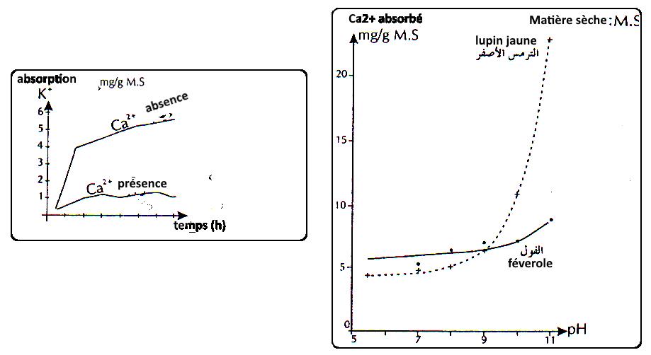 svt bac maroc