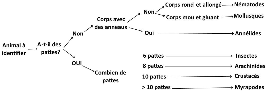 svt bac maroc