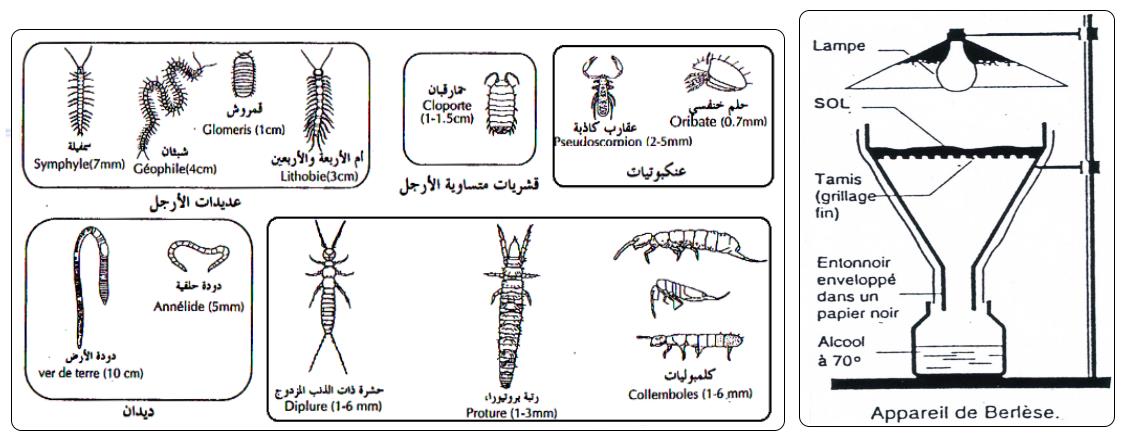 svt bac maroc