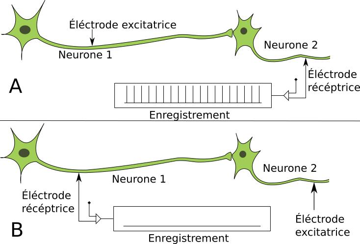 Chapitre 2 : La Communication Nerveuse