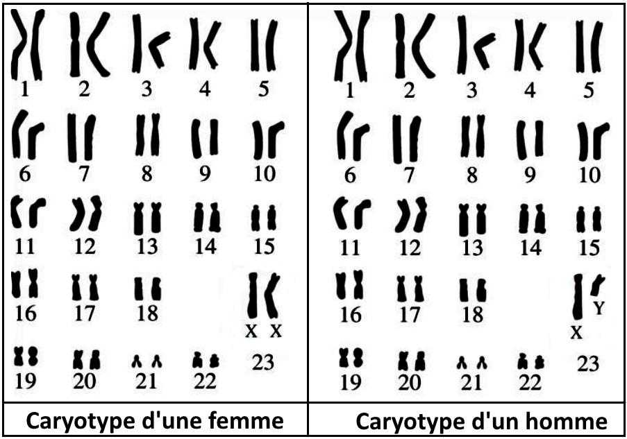 svt bac maroc