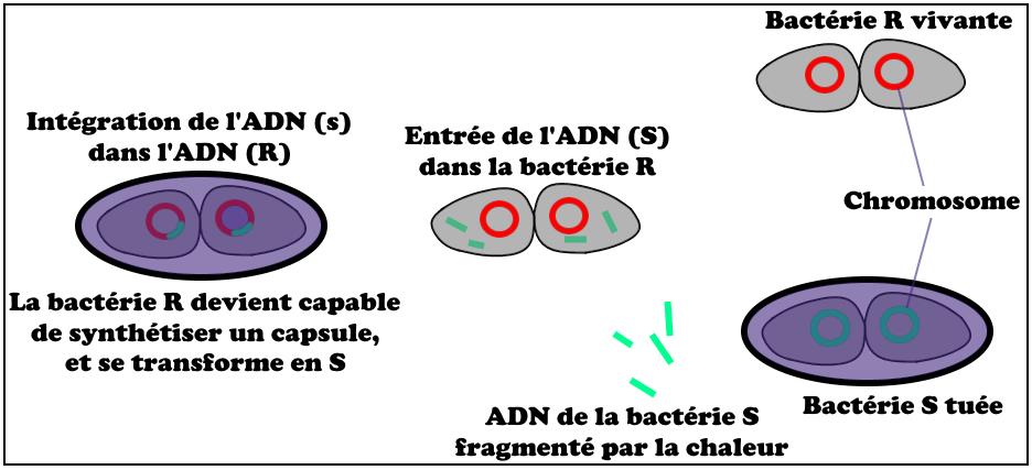 svt bac maroc