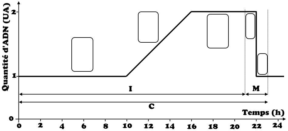 svt bac maroc