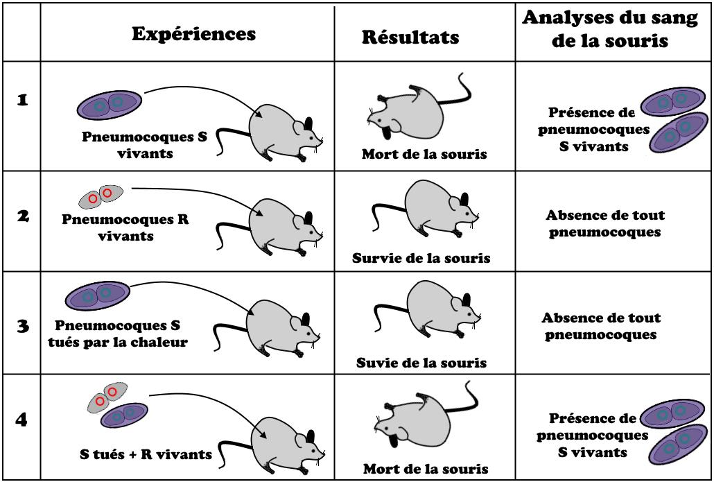 svt bac maroc