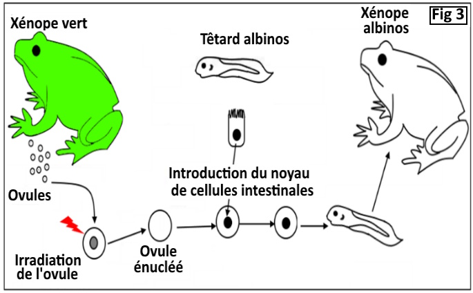 svt bac maroc