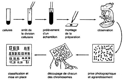 svt bac maroc