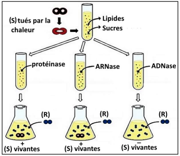 svt bac maroc