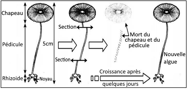 svt bac maroc