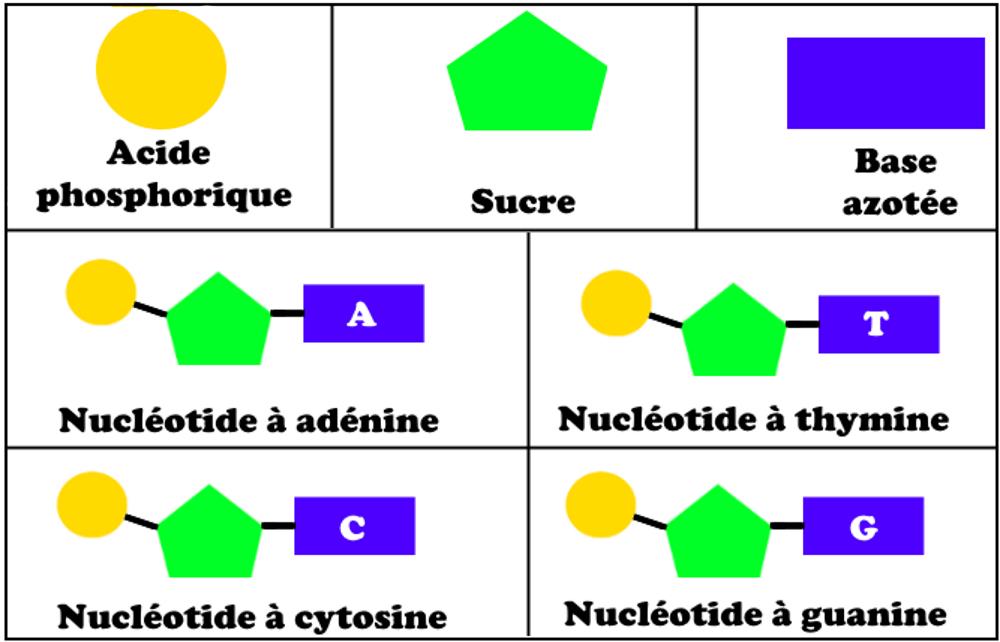 svt bac maroc