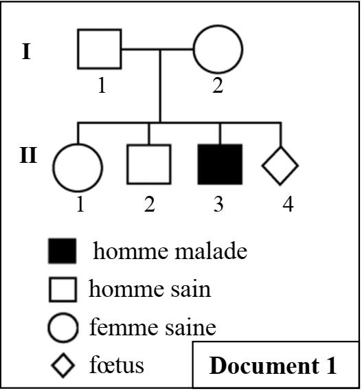 svt bac maroc