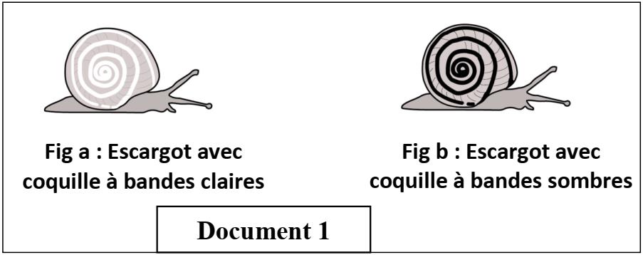 svt bac maroc