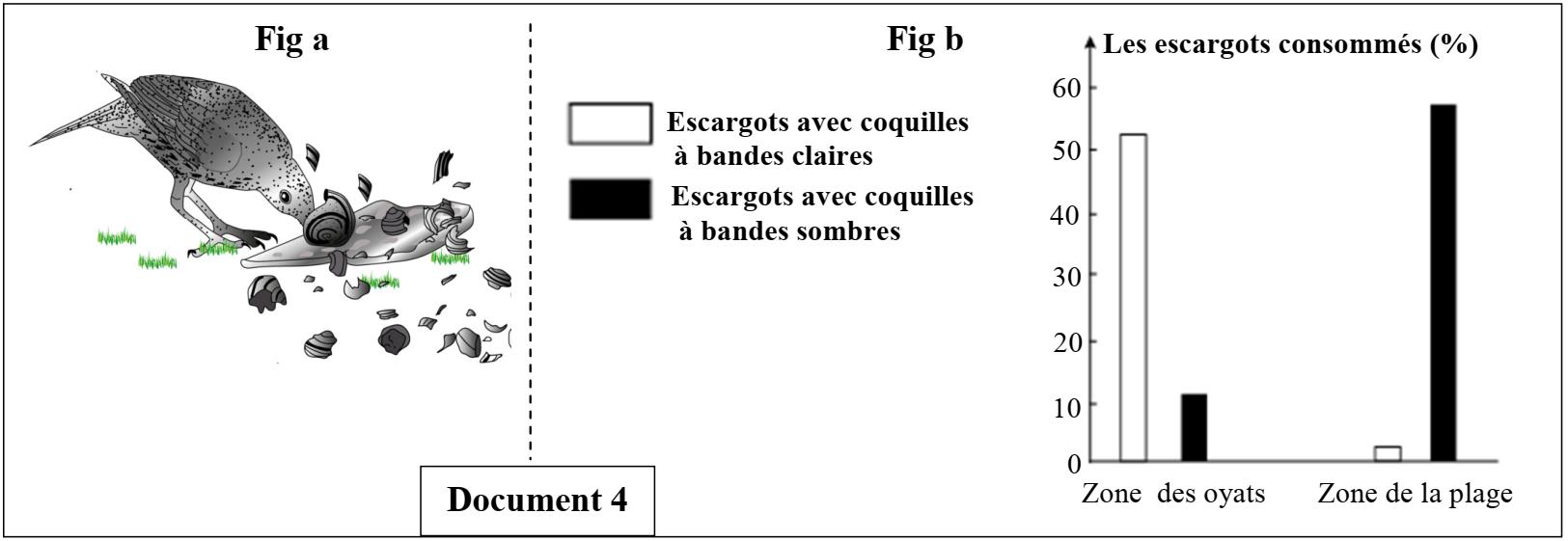 svt bac maroc