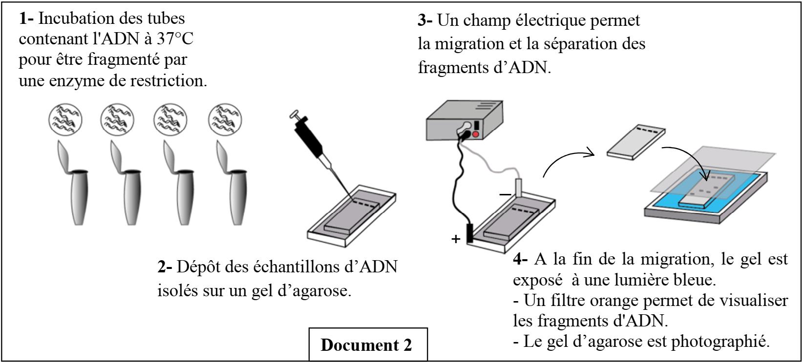 svt bac maroc