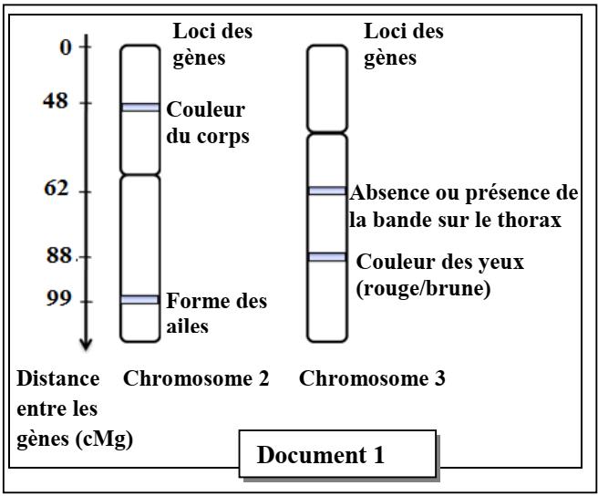 svt bac maroc