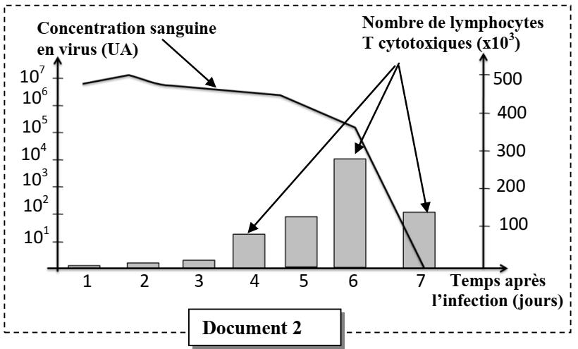 svt bac maroc