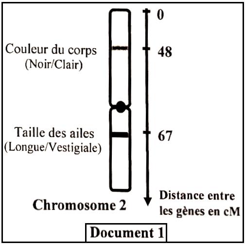 svt bac maroc