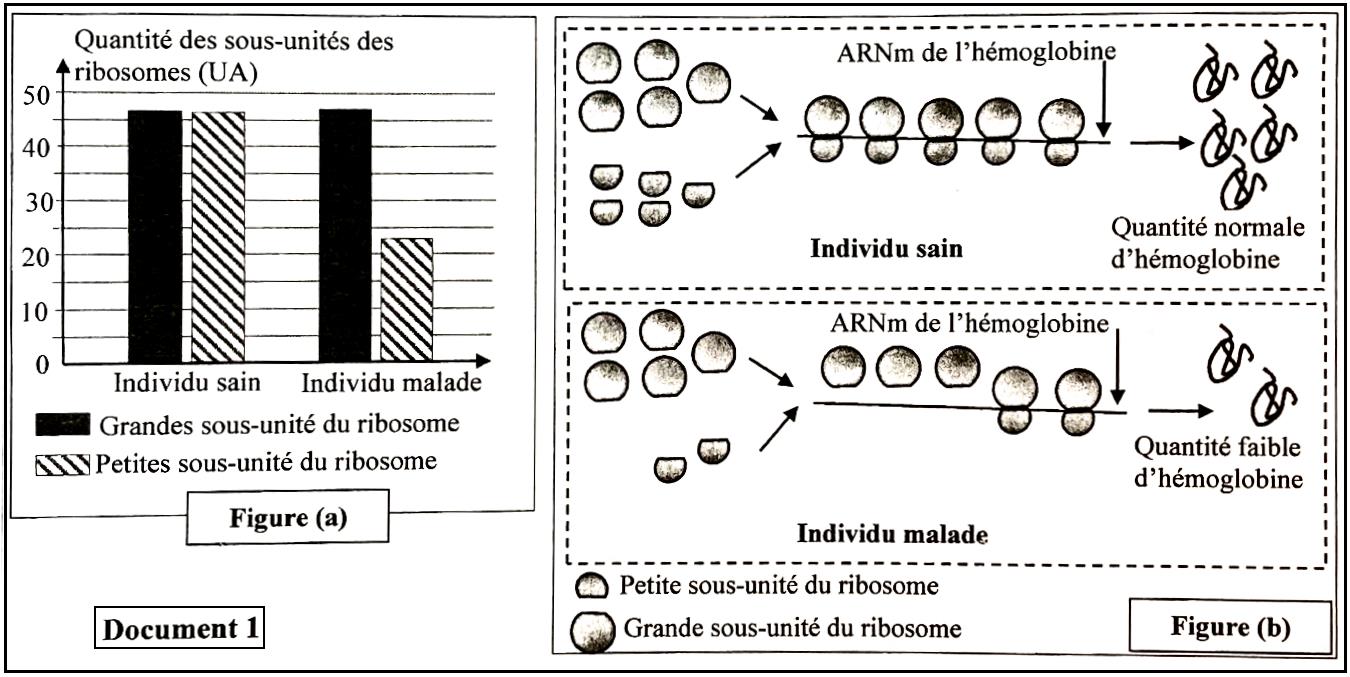 svt bac maroc