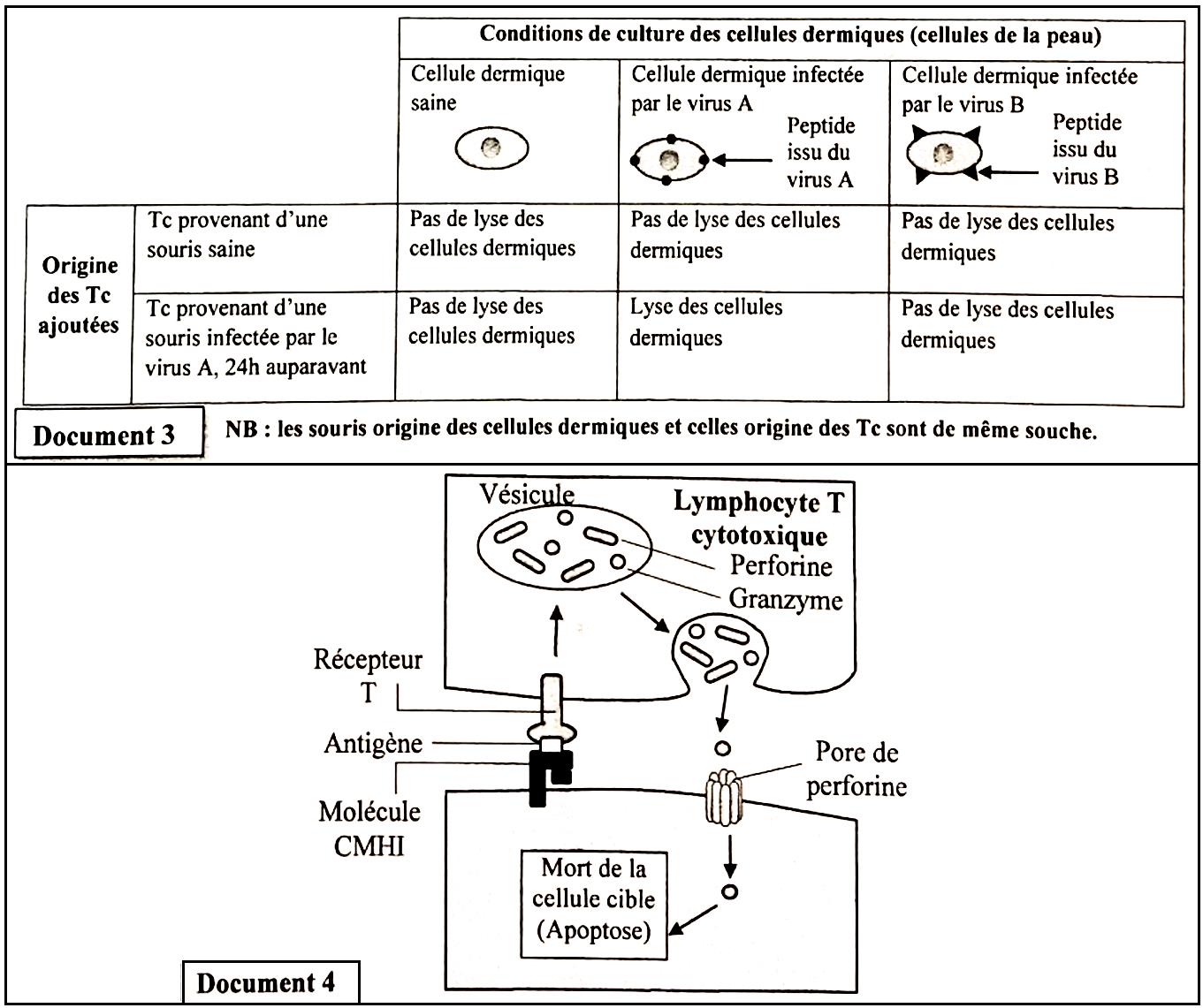 svt bac maroc